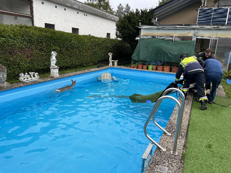 Tierrettung aus Swimmingpool (Bild 3)